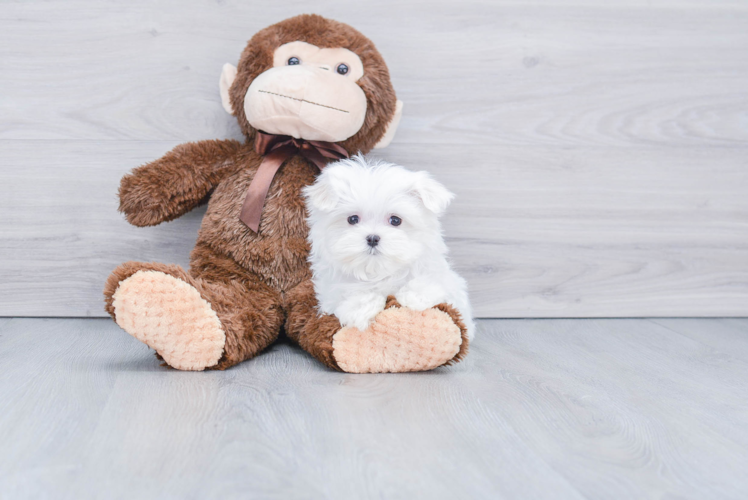 Popular Maltese Purebred Pup