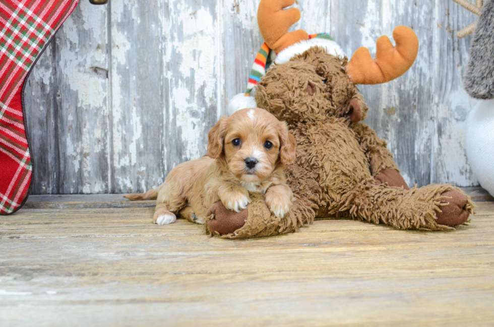 Best Cavapoo Baby