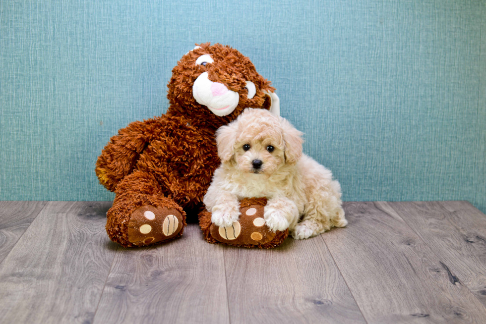 Maltipoo Pup Being Cute