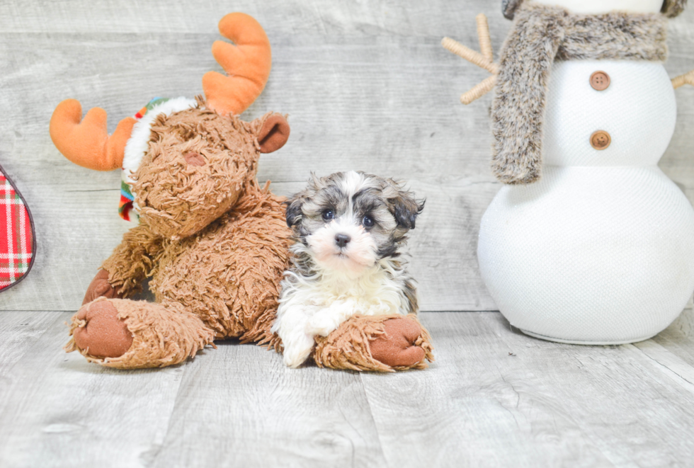 Havanese Puppy for Adoption