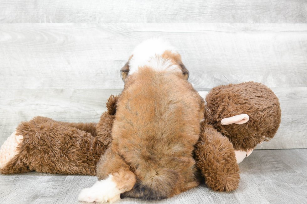 Happy Mini Bernedoodle Baby