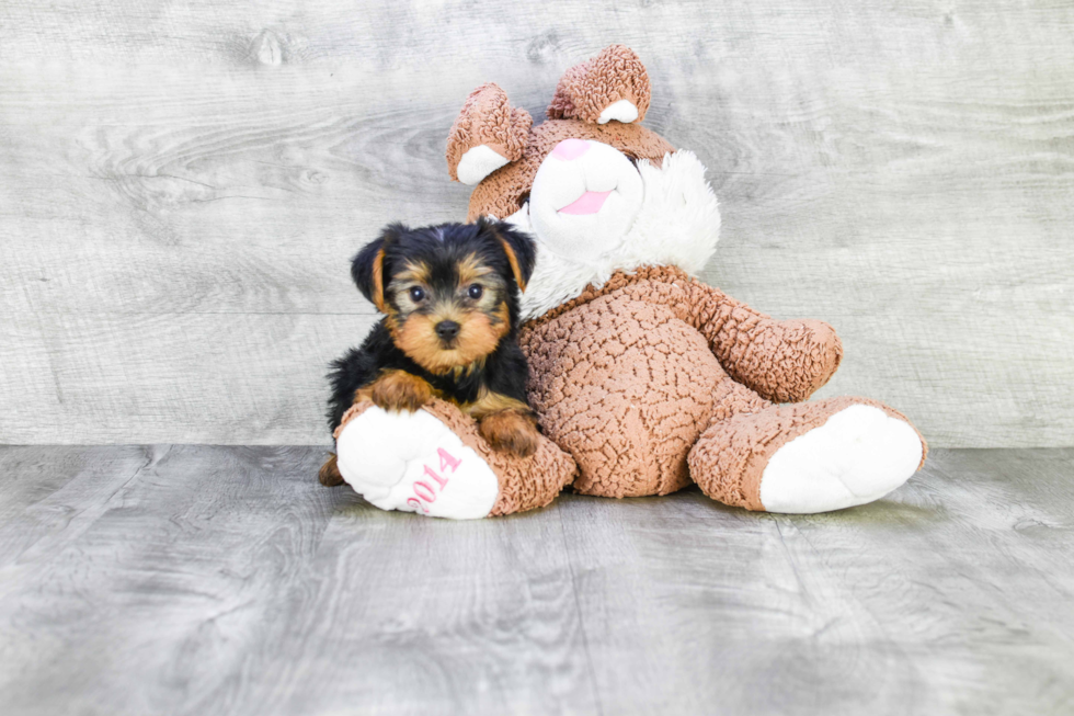 Meet Jeremy - our Yorkshire Terrier Puppy Photo 