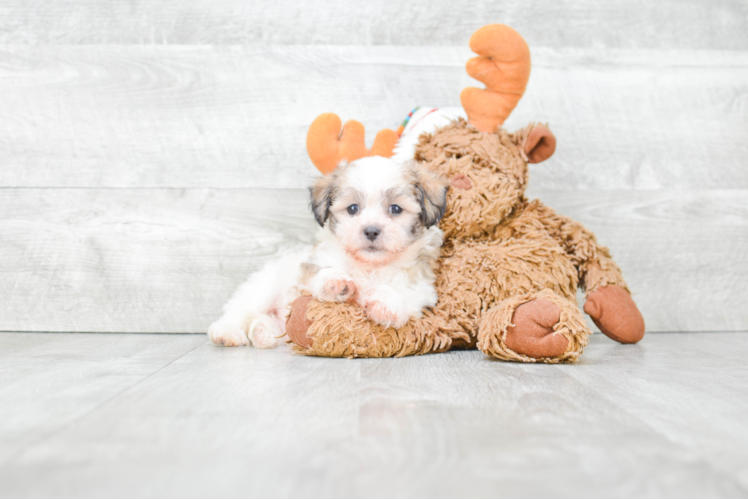 Adorable Shichon Designer Puppy