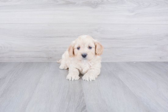 Sweet Mini Bernedoodle Baby