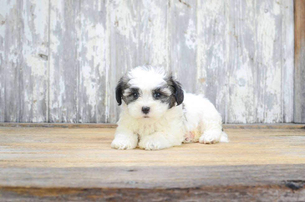 Hypoallergenic Shi Chon Designer Puppy