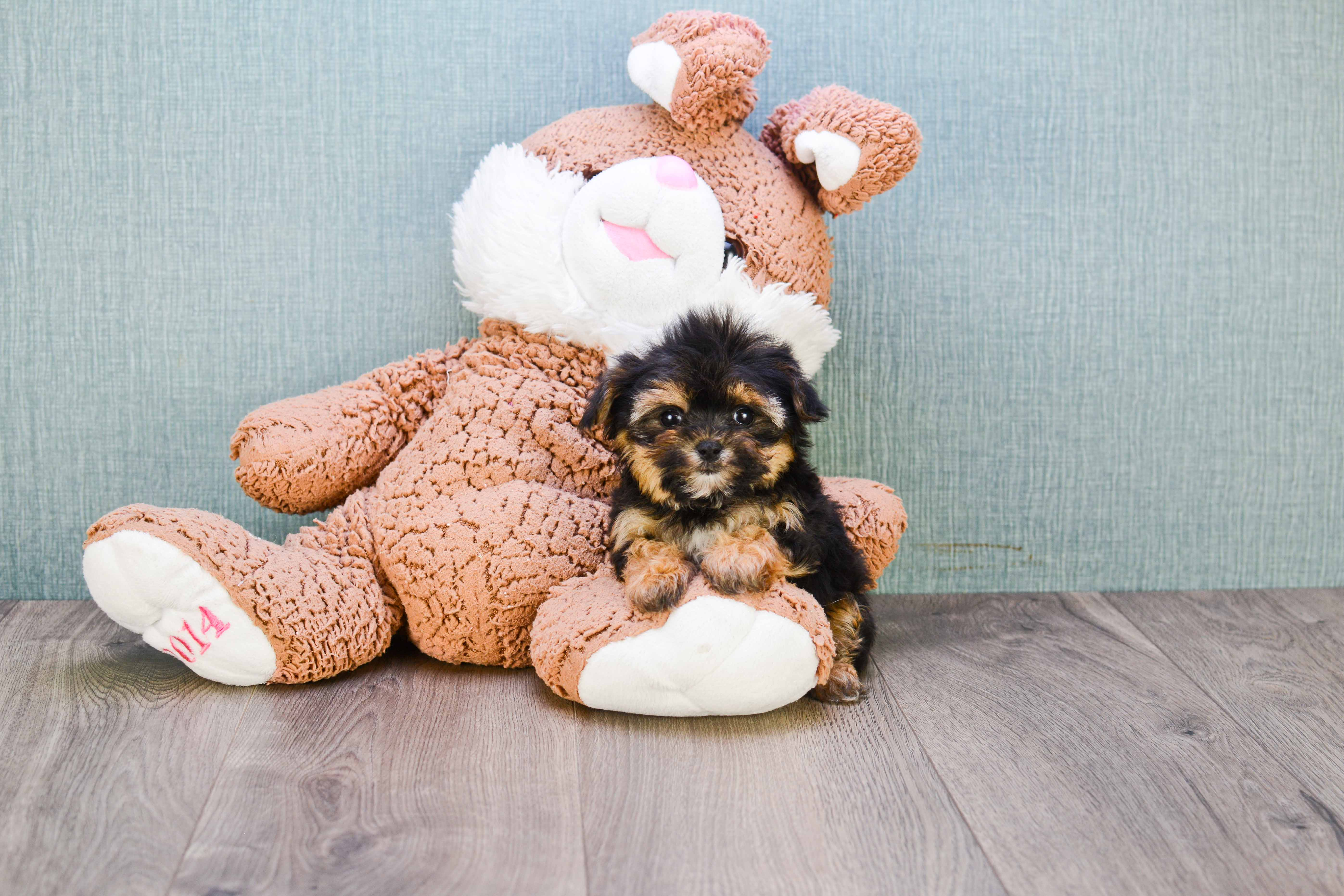 Funny Morkie Designer Pup