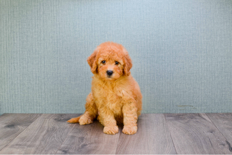 Mini Goldendoodle Puppy for Adoption