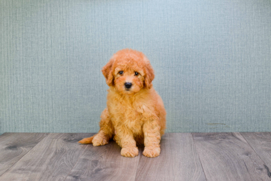 Mini Goldendoodle Puppy for Adoption