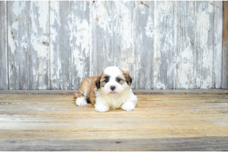 Cute Teddy Bear Baby