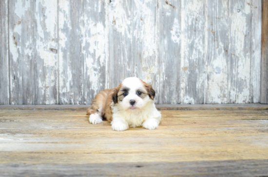 Cute Teddy Bear Baby