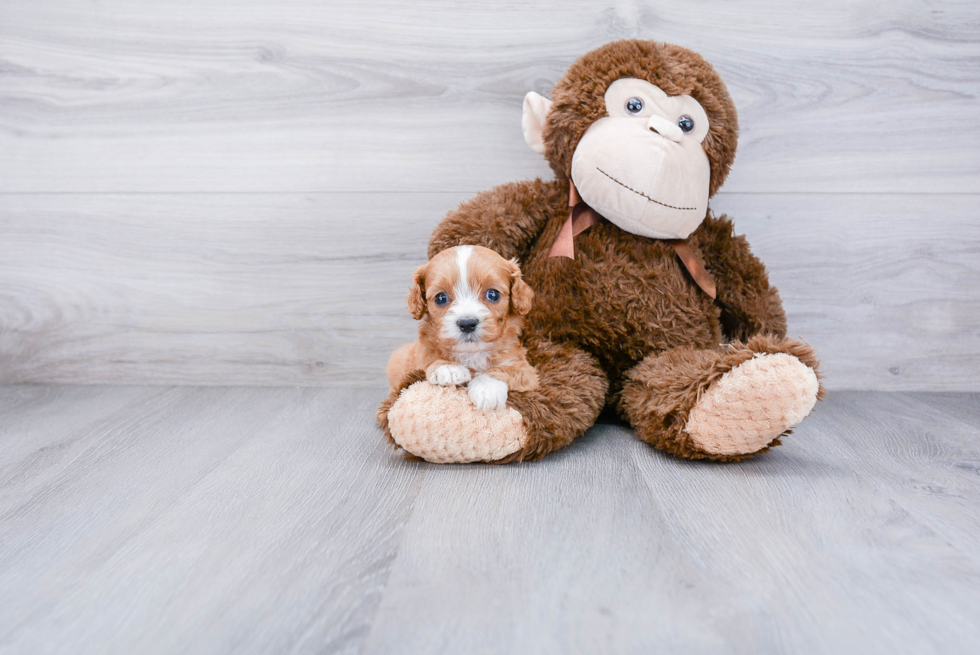 Cavapoo Pup Being Cute