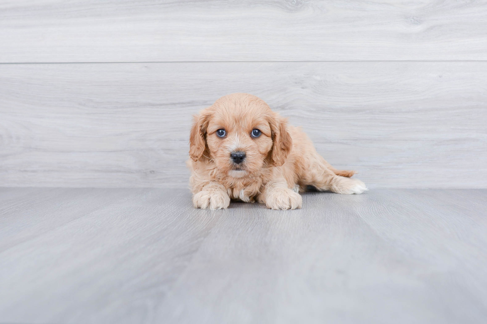 Cavapoo Pup Being Cute