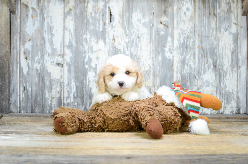 Petite Cavachon Designer Pup