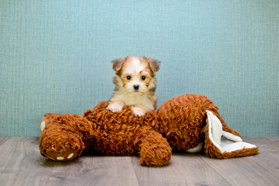 Morkie Pup Being Cute