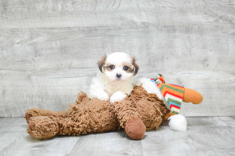 Funny Teddy Bear Designer Pup