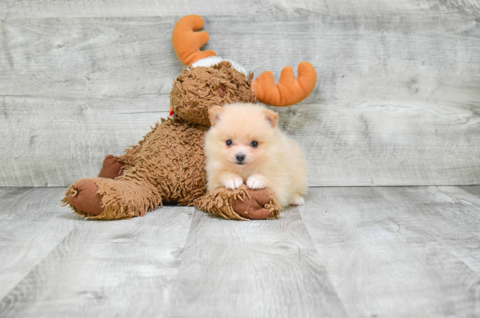 Small Pomeranian Baby