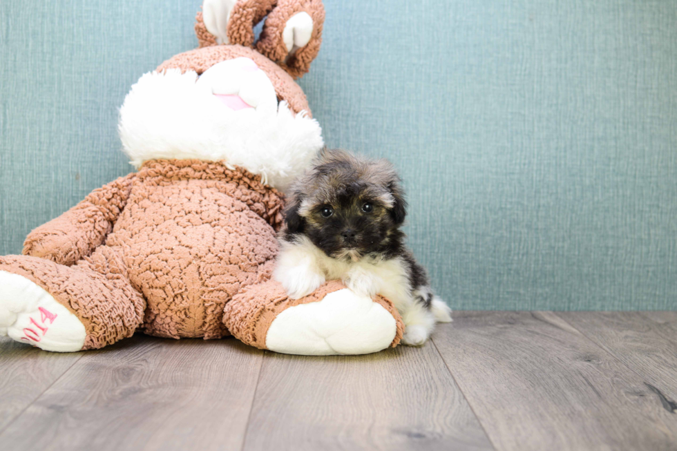 Havanese Puppy for Adoption