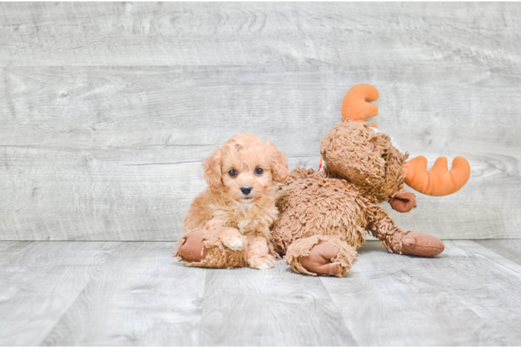 Playful Cavoodle Poodle Mix Puppy