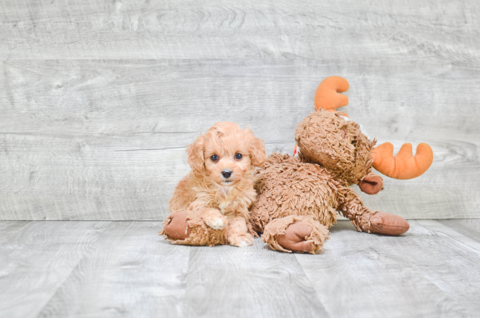 Playful Cavoodle Poodle Mix Puppy