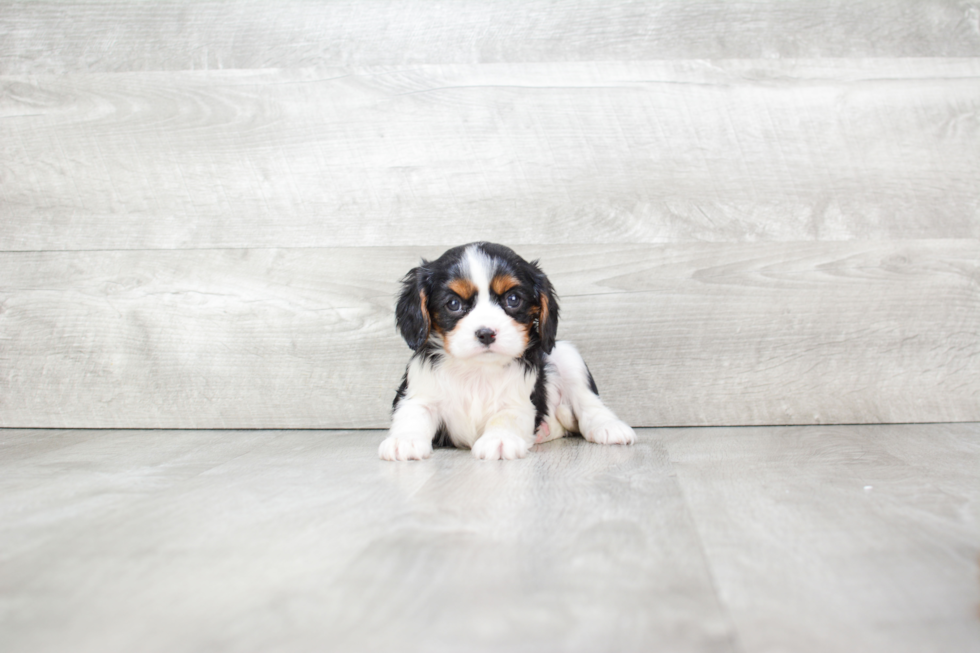 Hypoallergenic Cavalier King Charles Spaniel Baby