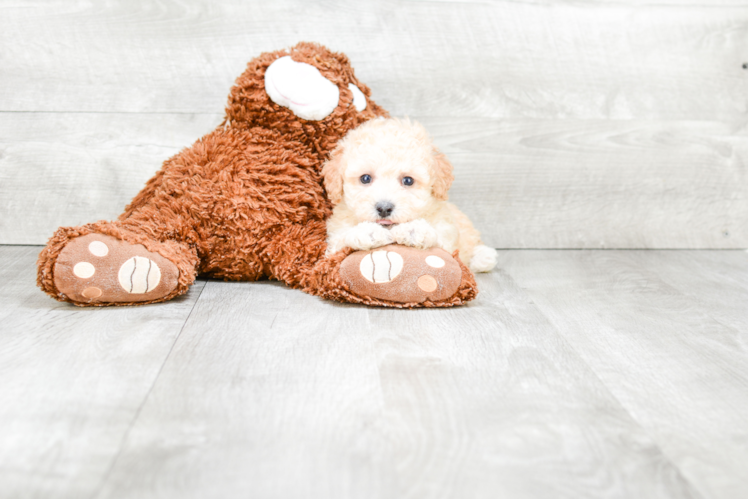 Best Maltipoo Baby