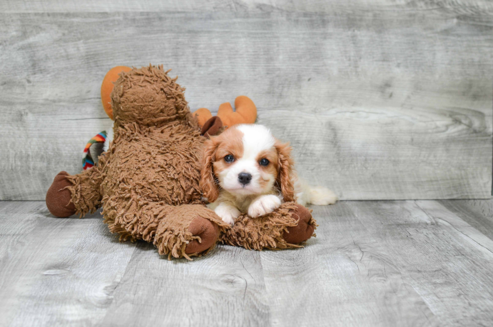 Sweet Cavalier King Charles Spaniel Purebred Puppy