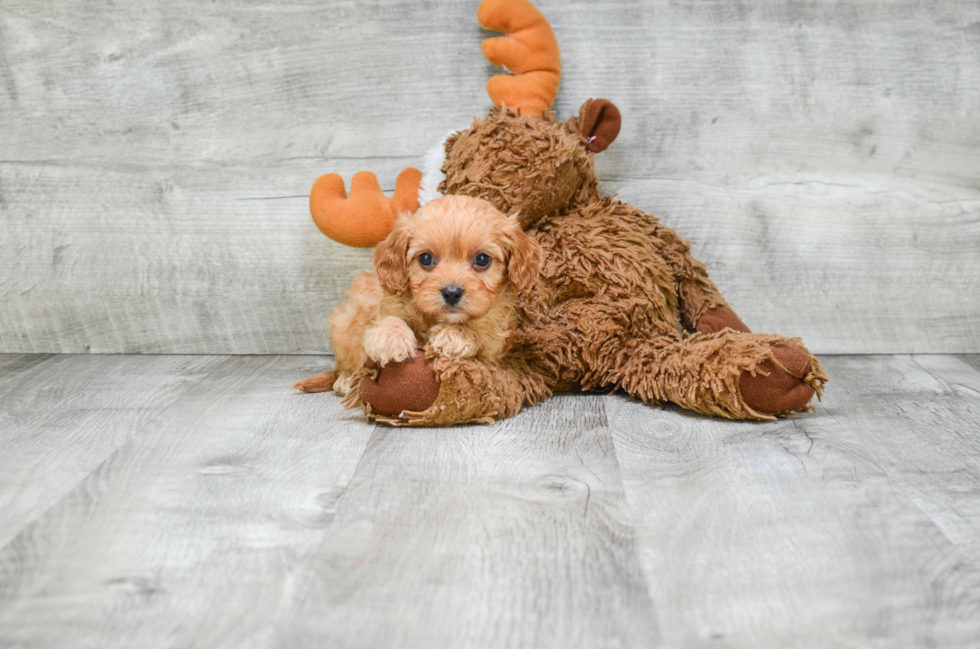 Little Cavoodle Poodle Mix Puppy