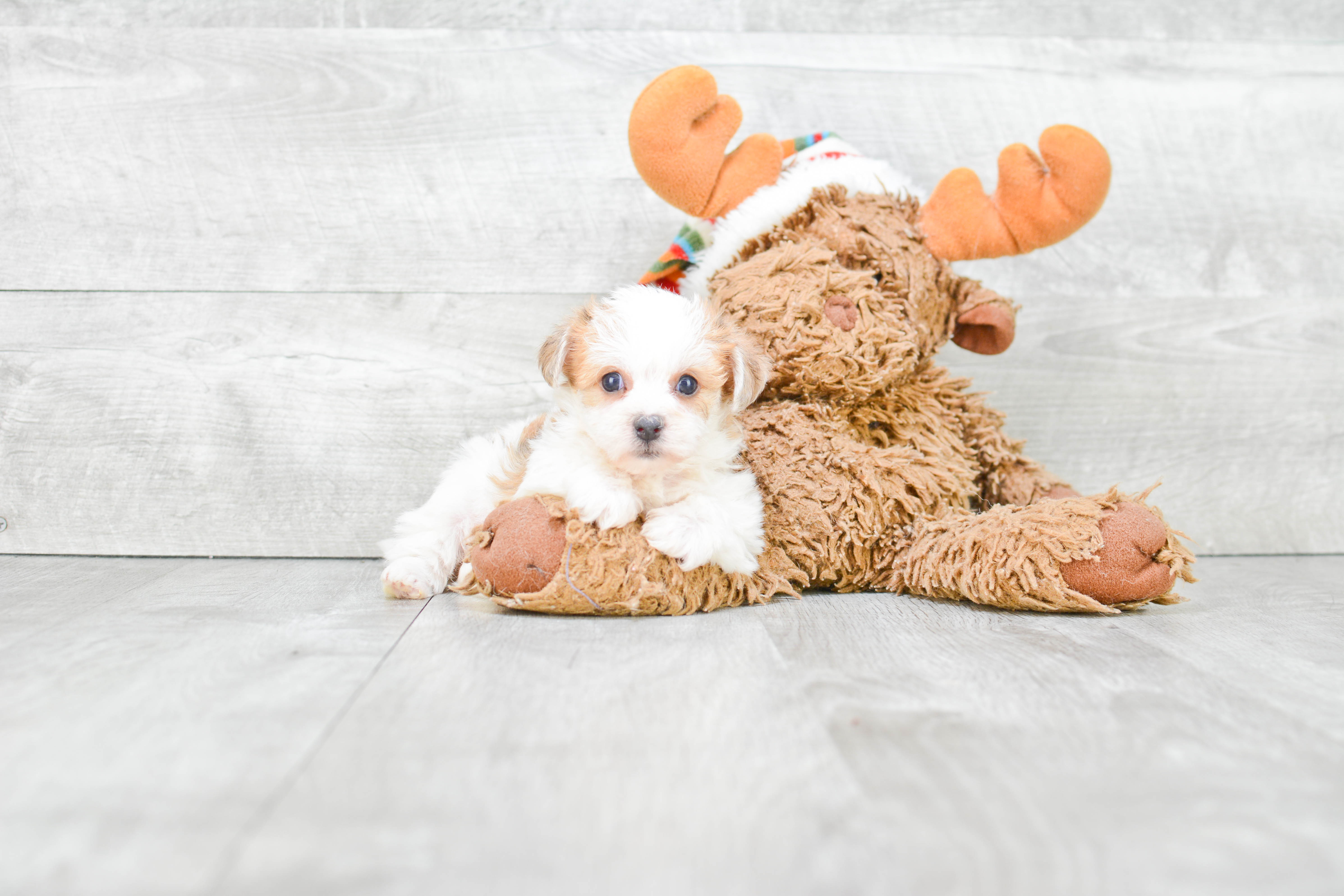 Best Morkie Baby