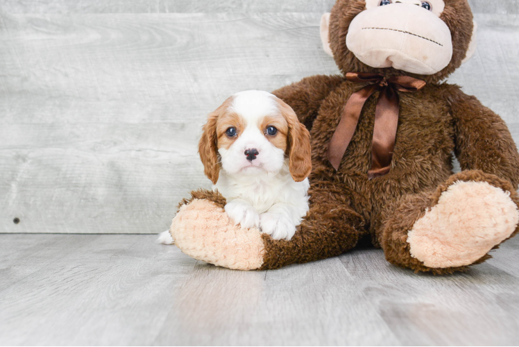 Cavalier King Charles Spaniel Puppy for Adoption