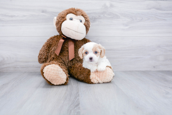 Sweet Cavachon Baby