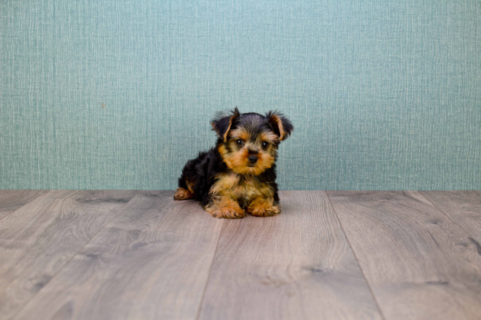 Meet Twinkle - our Yorkshire Terrier Puppy Photo 