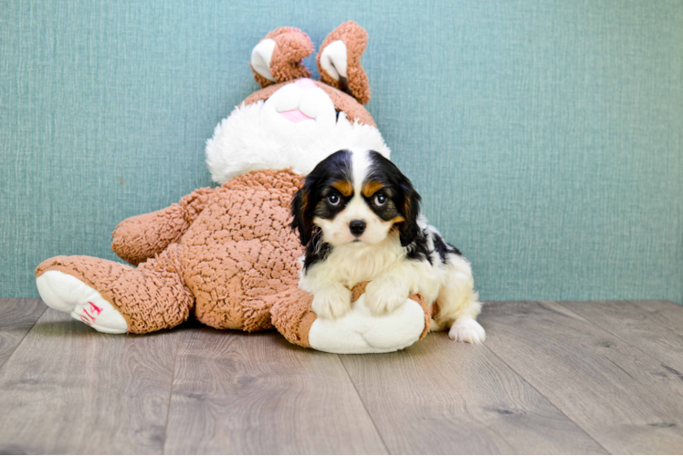 Cavalier King Charles Spaniel Pup Being Cute