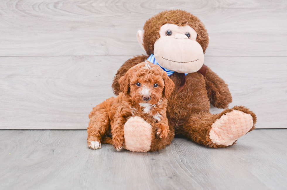 Sweet Mini Goldendoodle Baby