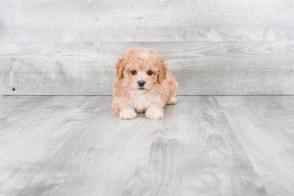 Maltipoo Pup Being Cute