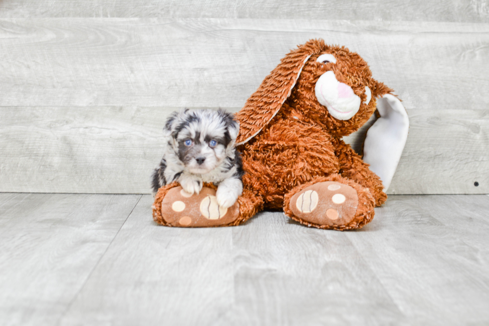 Little Aussiepoo Poodle Mix Puppy