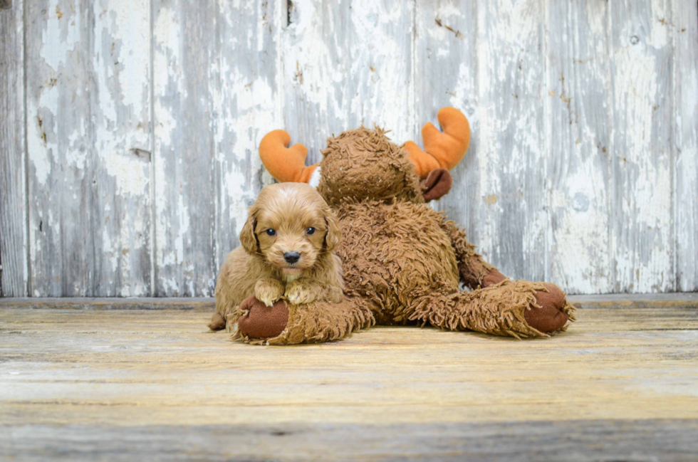 Mini Goldendoodle Pup Being Cute