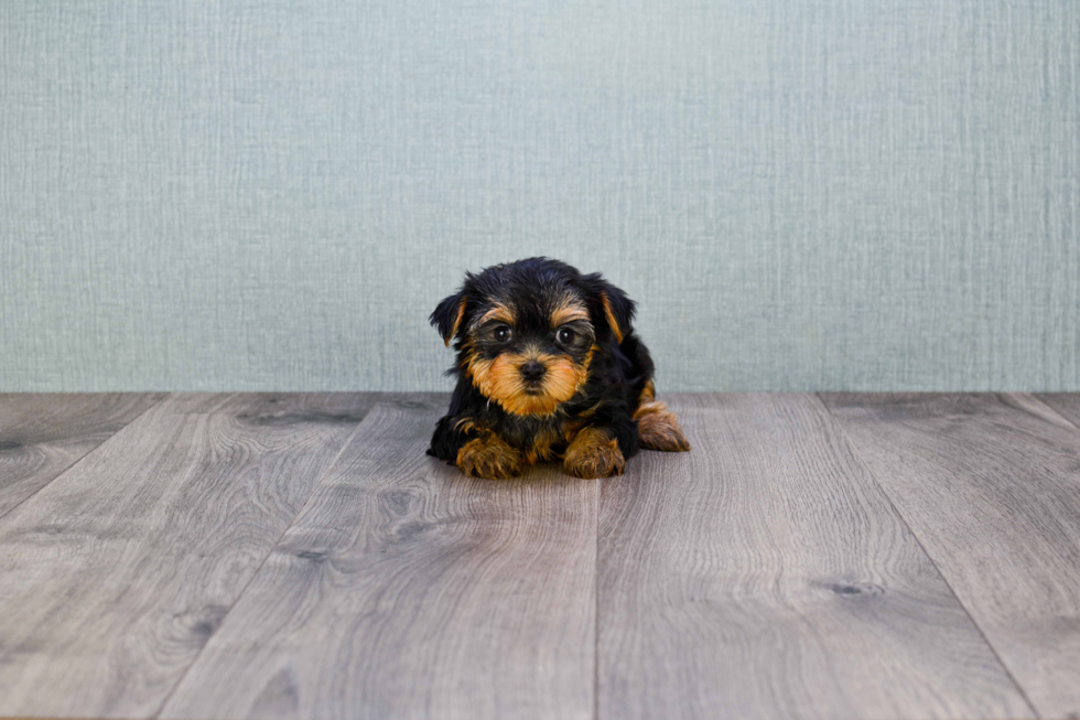 Meet Nugget - our Yorkshire Terrier Puppy Photo 