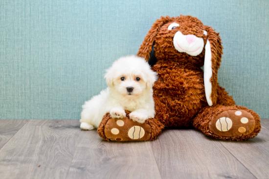 Energetic Maltese Poodle Poodle Mix Puppy