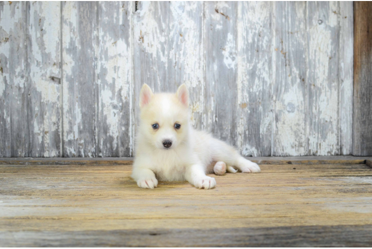 Friendly Pomsky Baby