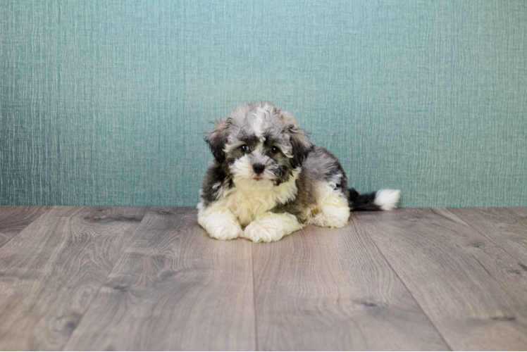 Havanese Puppy for Adoption