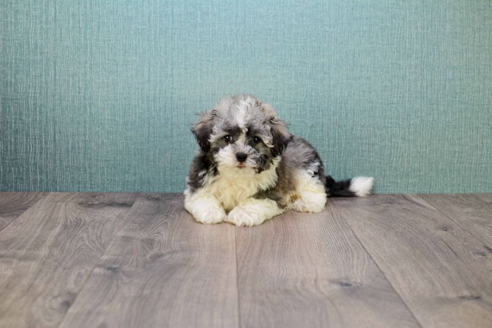 Havanese Puppy for Adoption