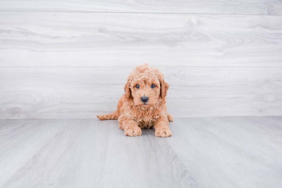 Funny Mini Goldendoodle Poodle Mix Pup