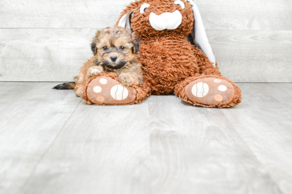 Teddy Bear Puppy for Adoption