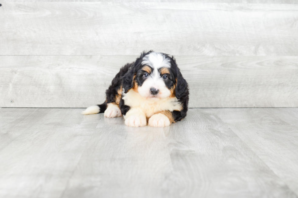 Hypoallergenic Mini Berniedoodle Poodle Mix Puppy