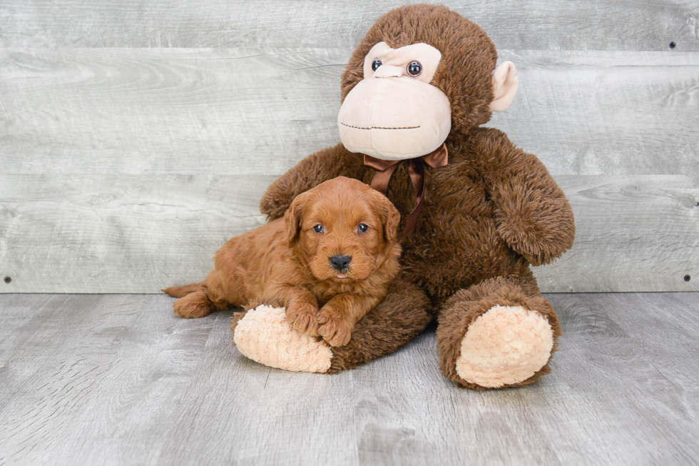 Energetic Golden Retriever Poodle Mix Puppy