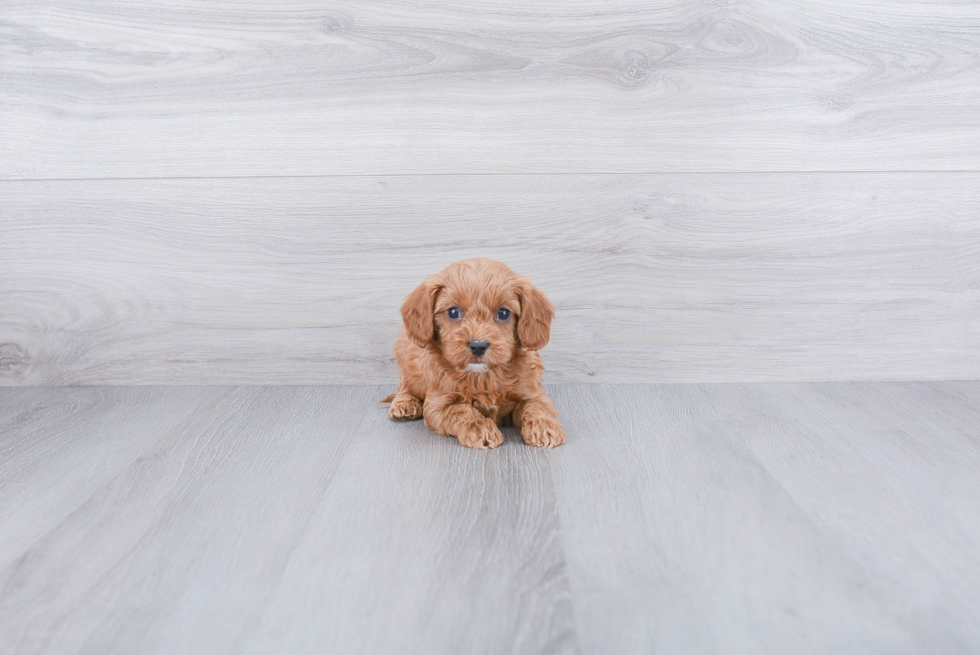 Cavapoo Pup Being Cute