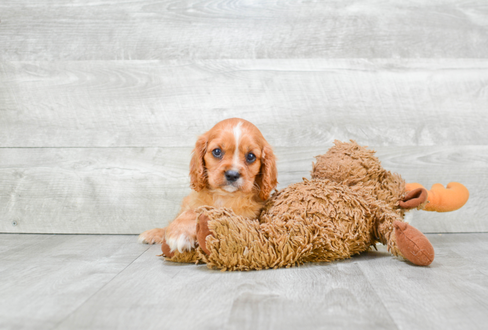 Hypoallergenic Cavalier King Charles Spaniel Baby