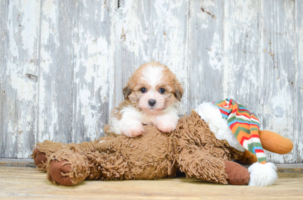 Teddy Bear Pup Being Cute