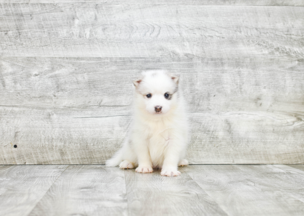 Petite Pomsky Designer Pup