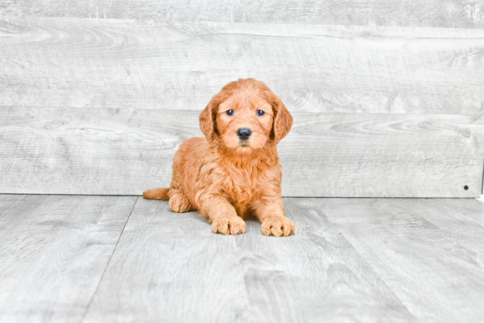 Best Mini Goldendoodle Baby